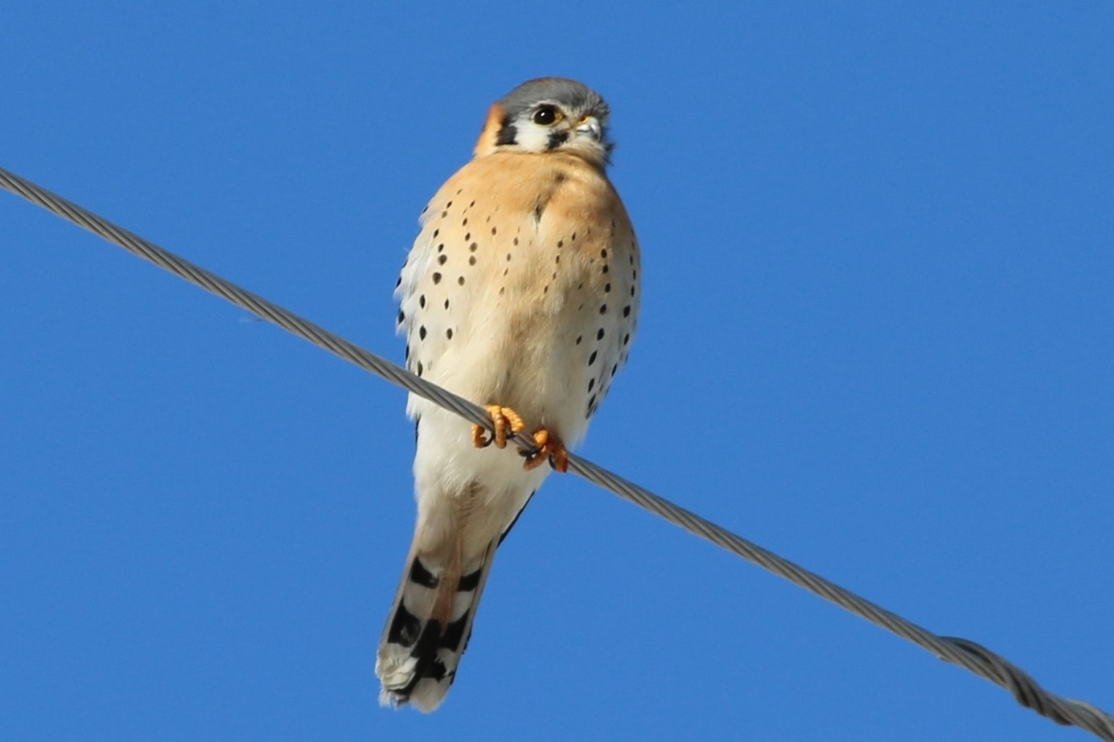 Kestrel